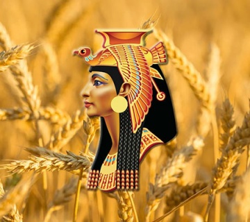 В Египте неурожай пшеницы