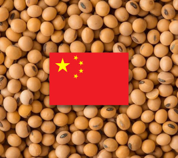 КНР в 1,5 раза сократила объемы импорта американской сои в 2024 году
