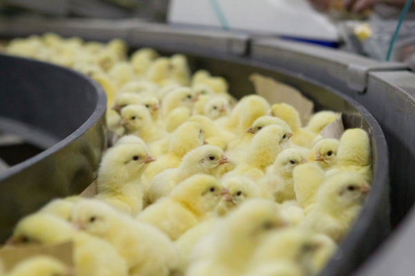 Договоренность о сдерживании цен между производителями мяса птицы и яиц достигнута