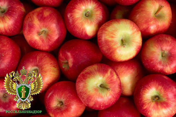 Садоводы России просят правительство ограничить импорт яблок