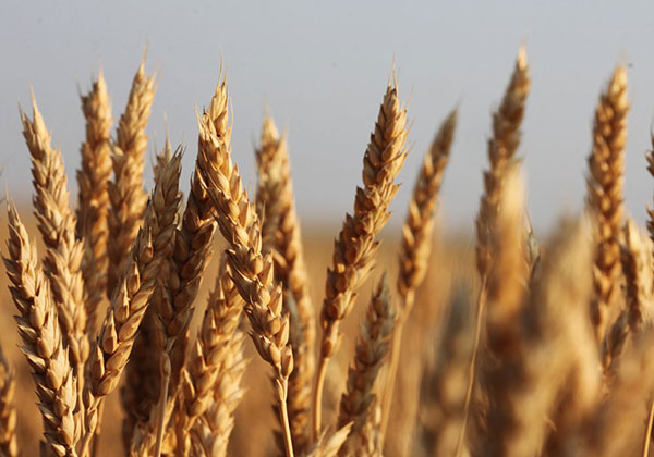 Египет купил сто двадцать тысяч тонн пшеницы у России 